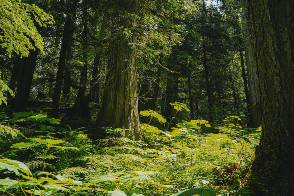 A stand of old growth cedar trees tower over devils club and ferns