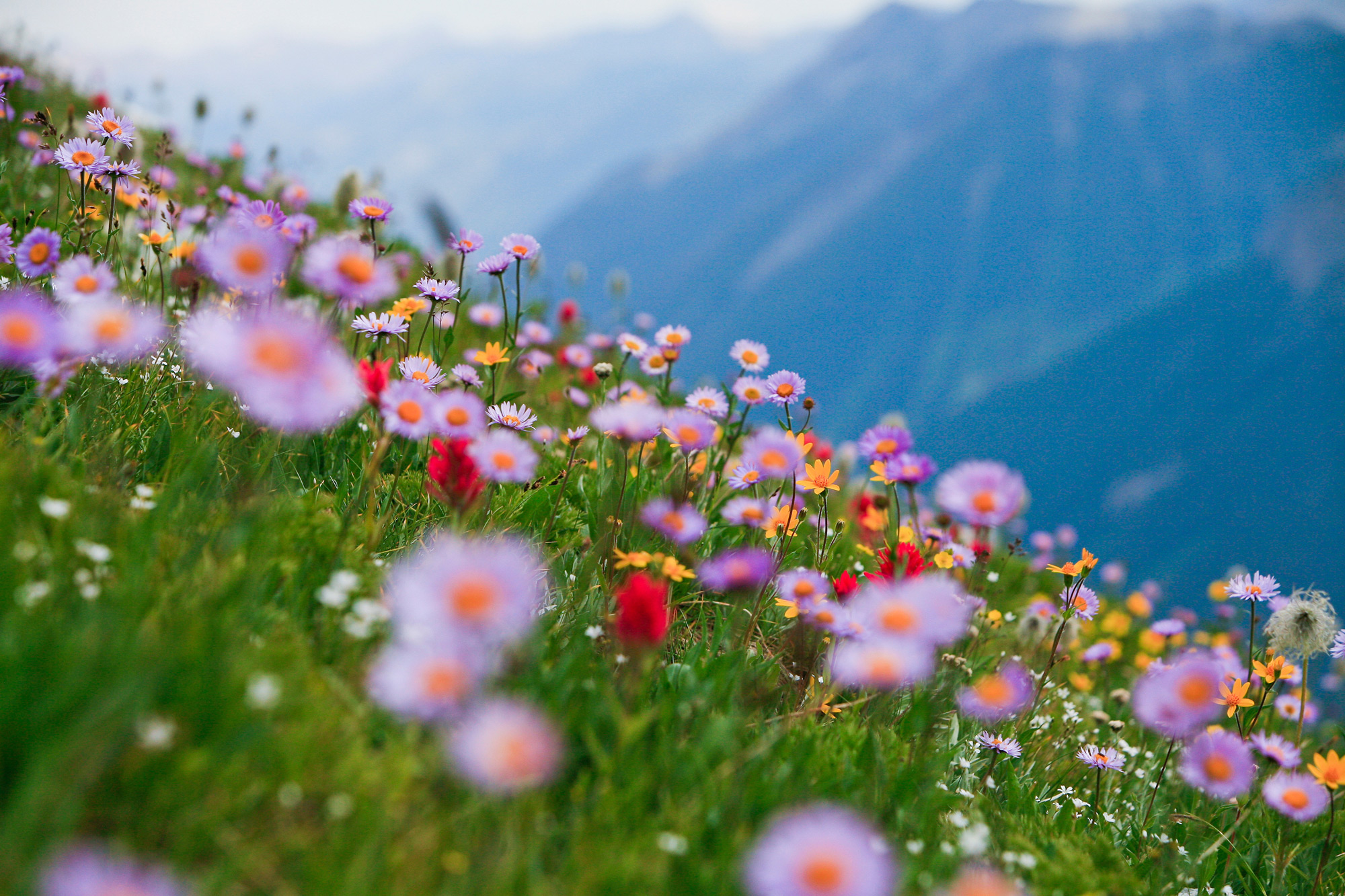 Photo by Lucas Jmieff