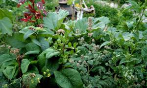 FoodForest 3