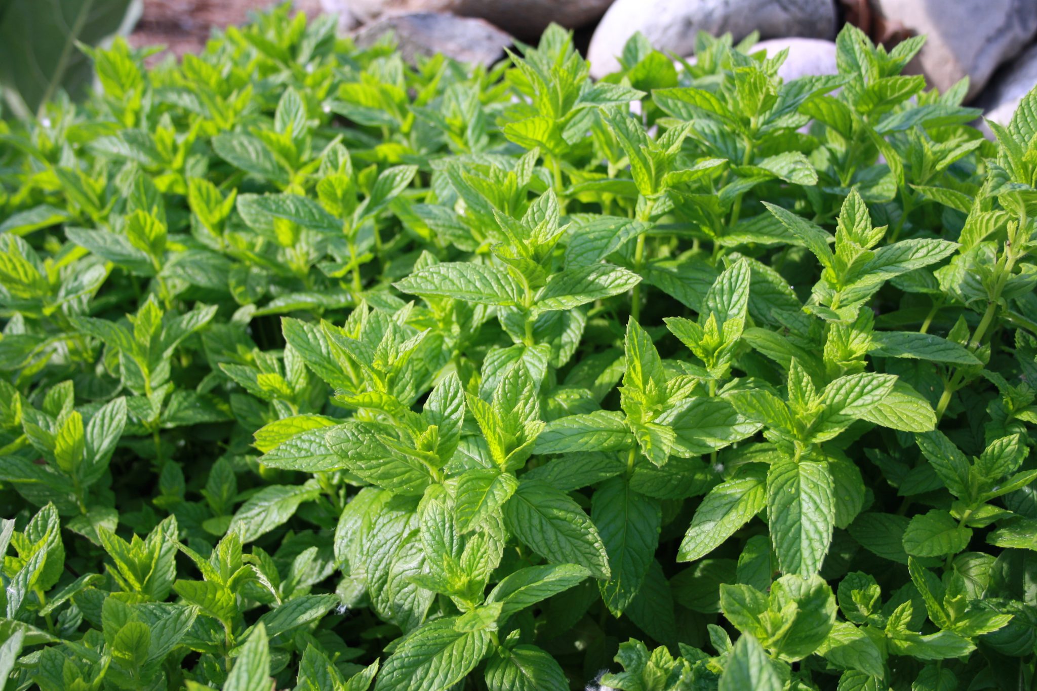 Weed and Feed Mint and Plant Guilds Wildsight