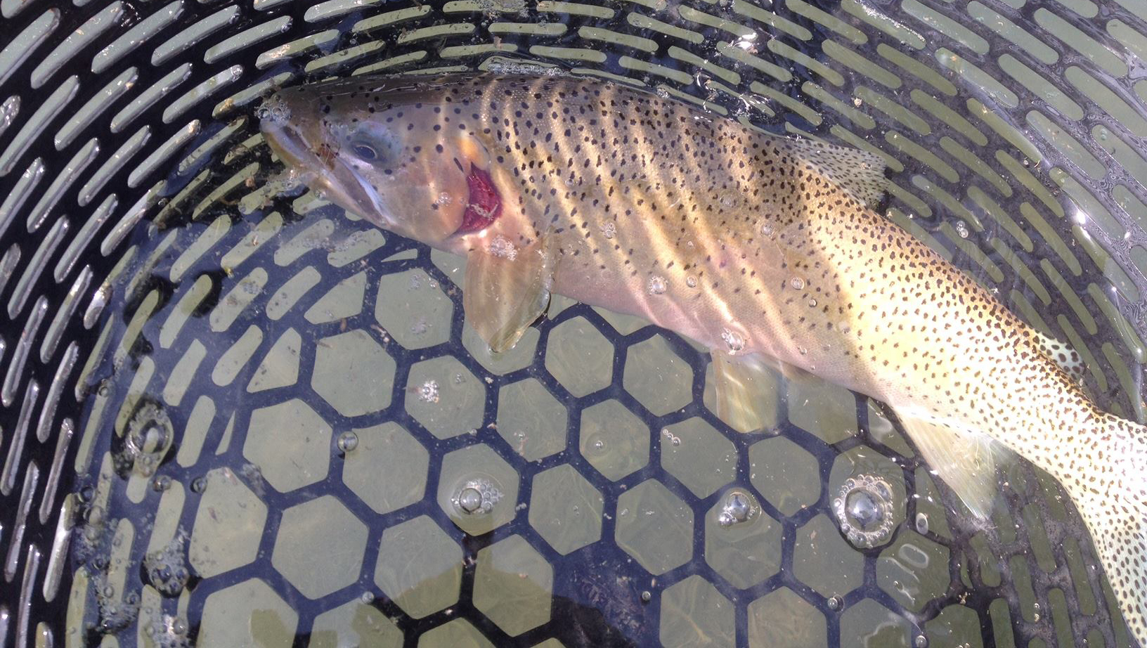 Selenium in the Elk Valley: Are we locking in centuries of water ...