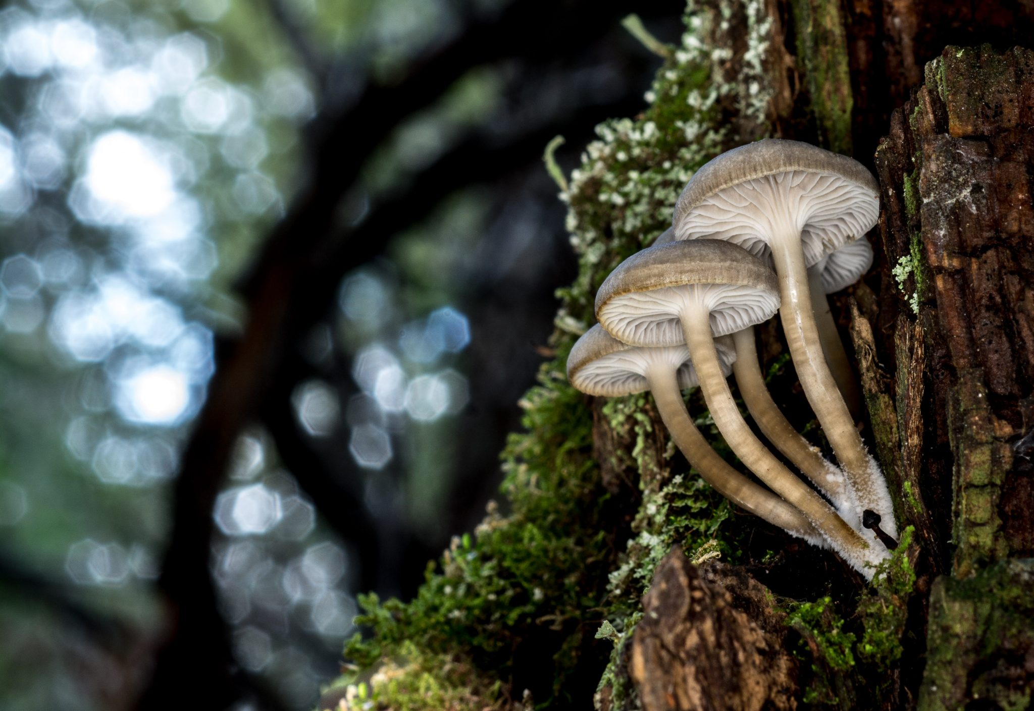 Photo Presentation Fungi, Lichen and Mosses Wildsight