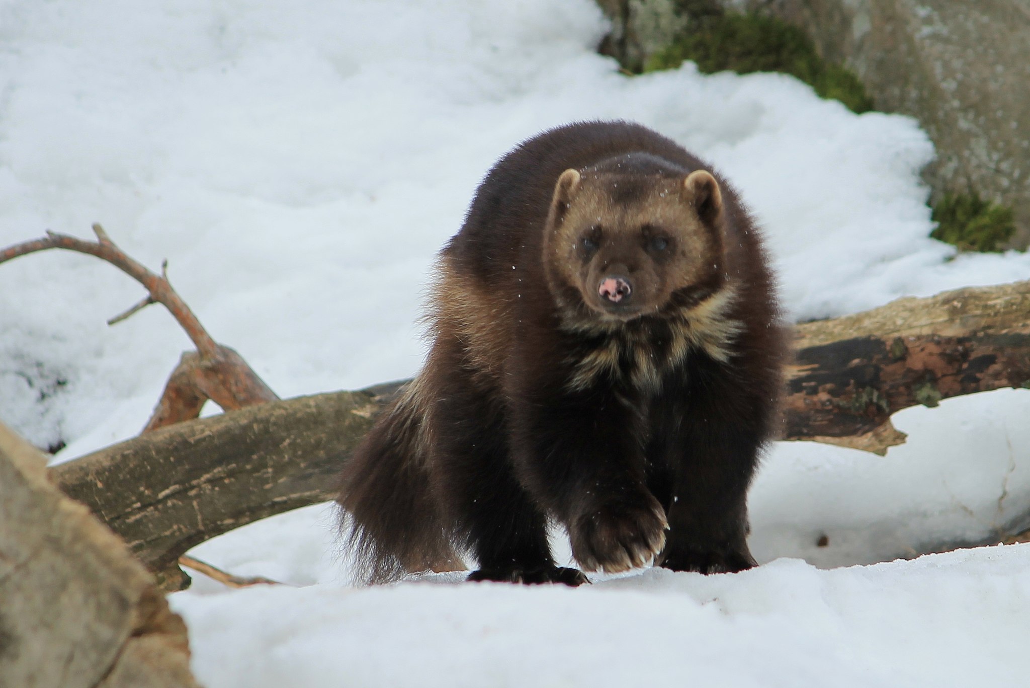 The Wolverine: Icon of the Wild + Wildsight’s AGM – Wildsight