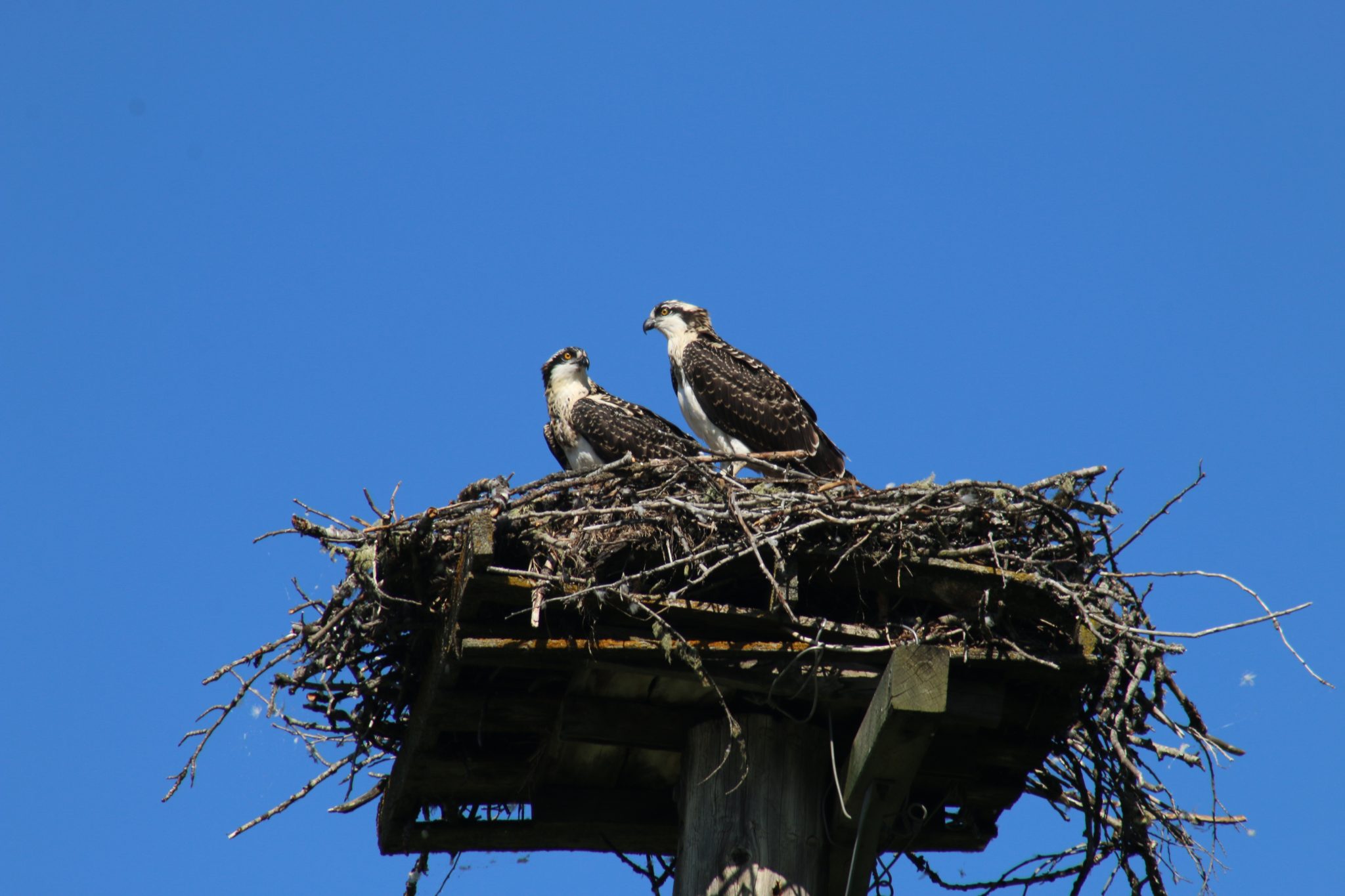 Columbia Valley Osprey Survey Reveals 42 Active Nests in 2019 – Wildsight