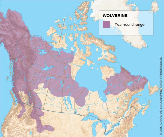 Wolverines need to room to roam: The importance of connected wild