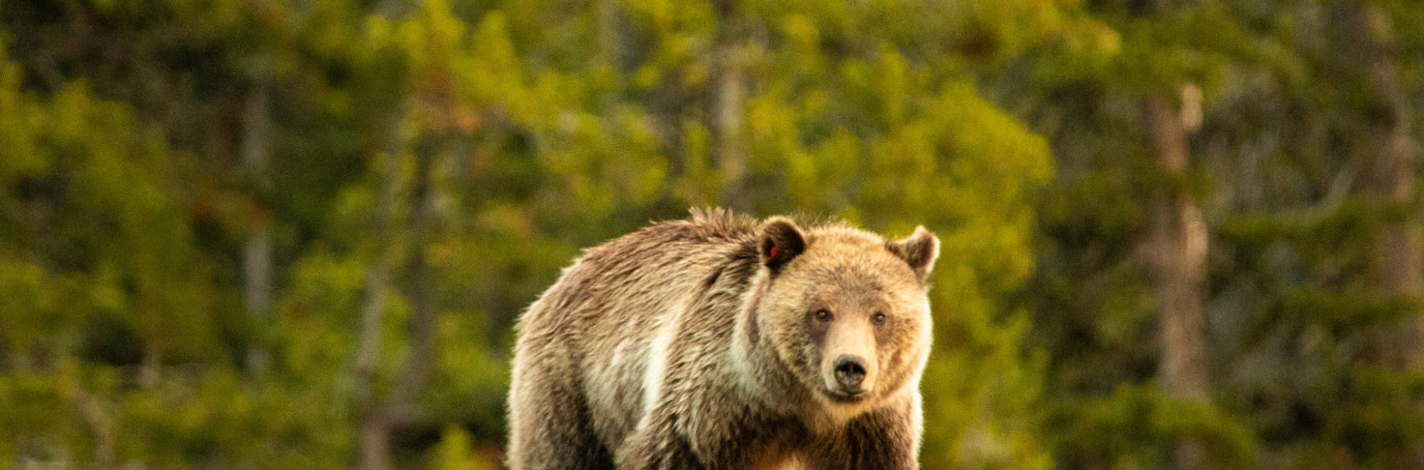 Credit US National Park Service