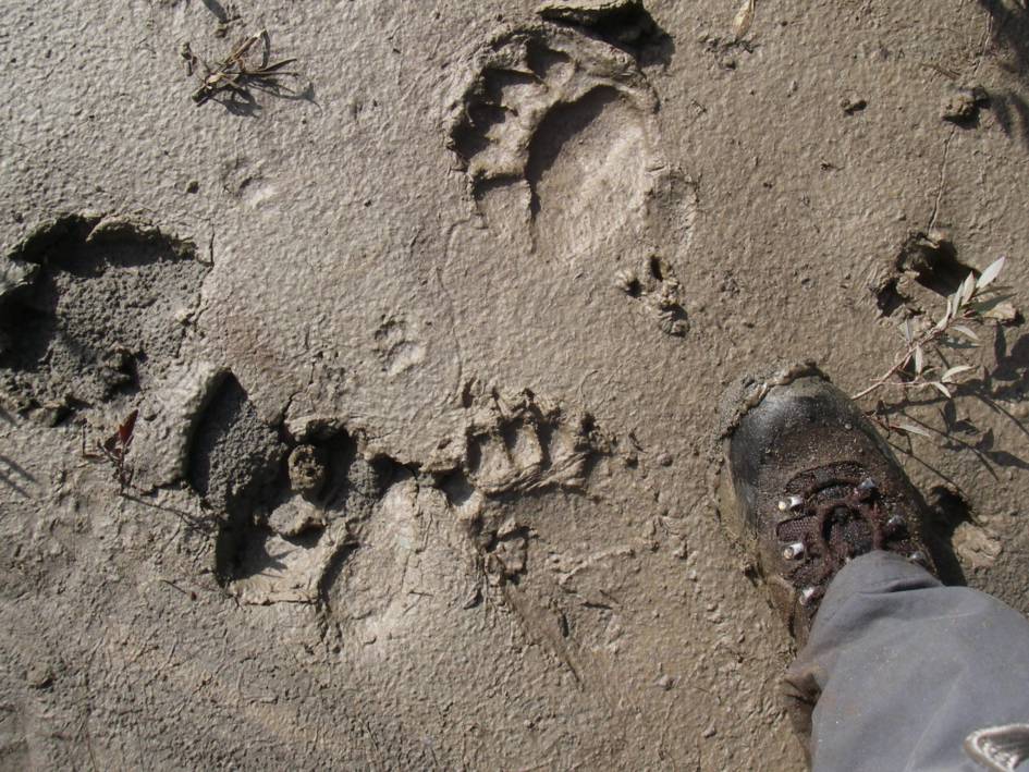Wildlife Walk – Wildsight