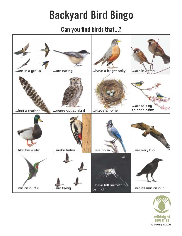 Backyard Birding for Beginners K7 Wildsight