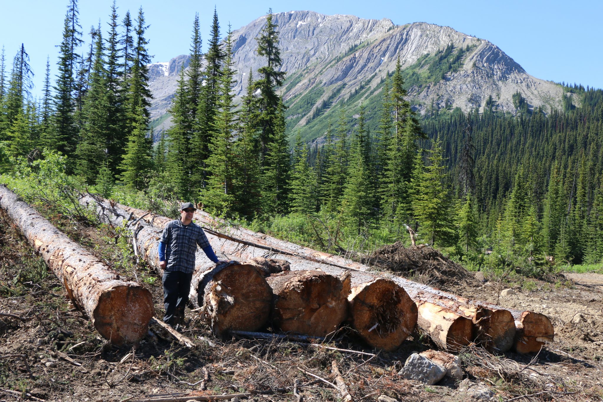 Watch now Old growth logging in Golden’s Blaeberry Wilderness Wildsight