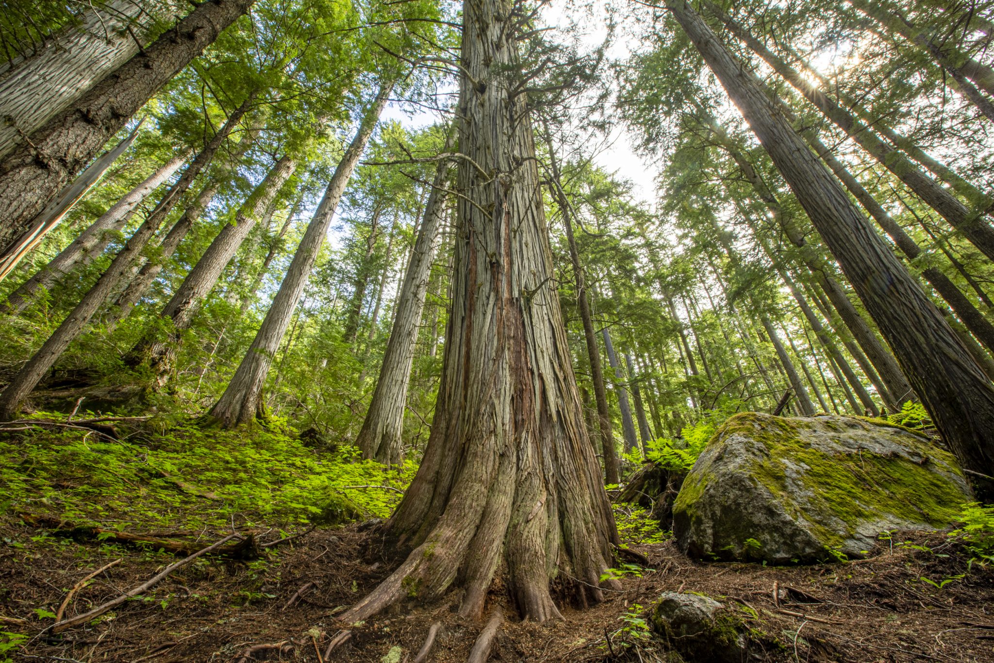 watch-now-inland-temperate-rainforest-webinar-wildsight