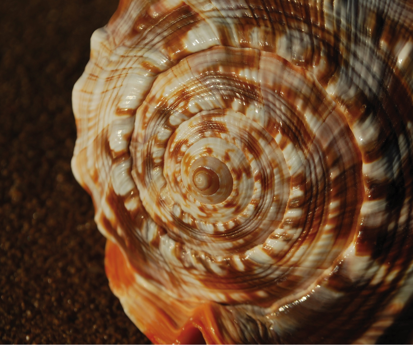 Spirals and Swirls – Wildsight