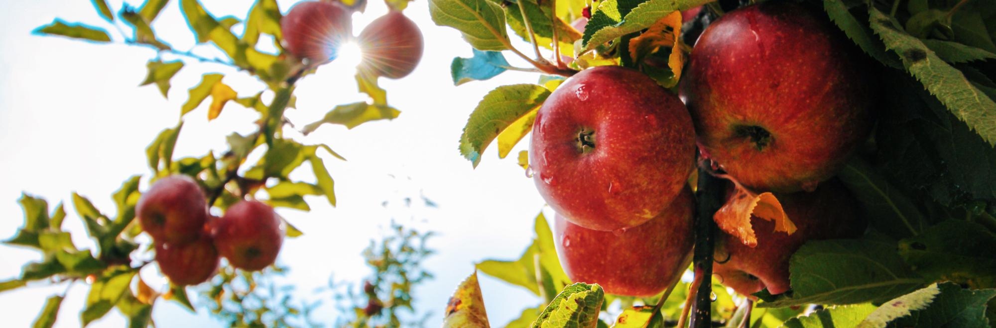 apple-tree