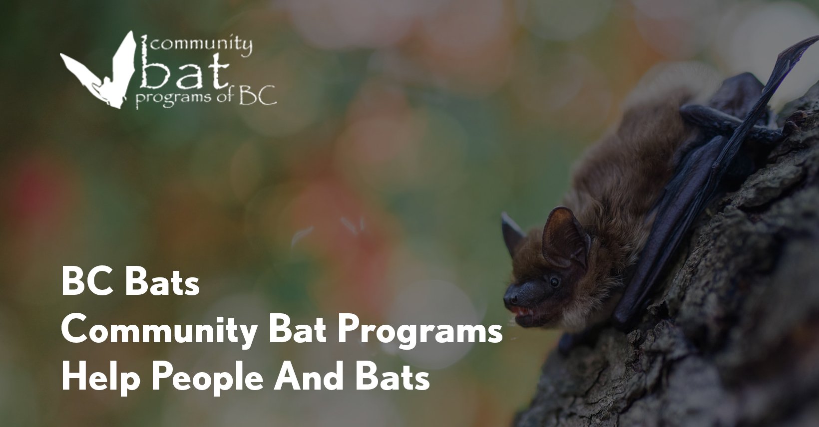 BC Bats