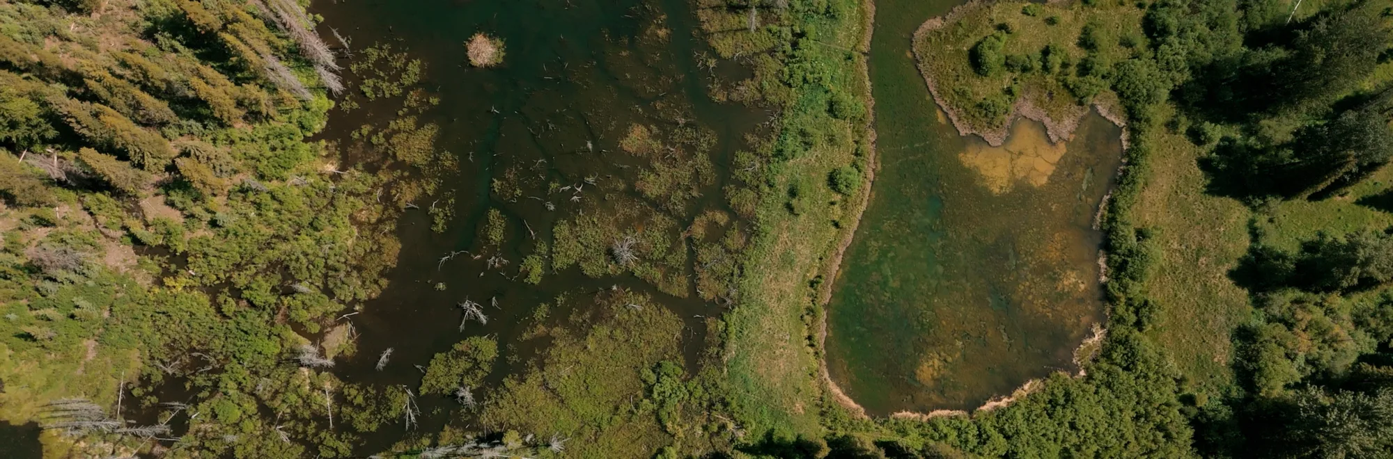 Wetlands: Our unsung water pollution-fighting heroes