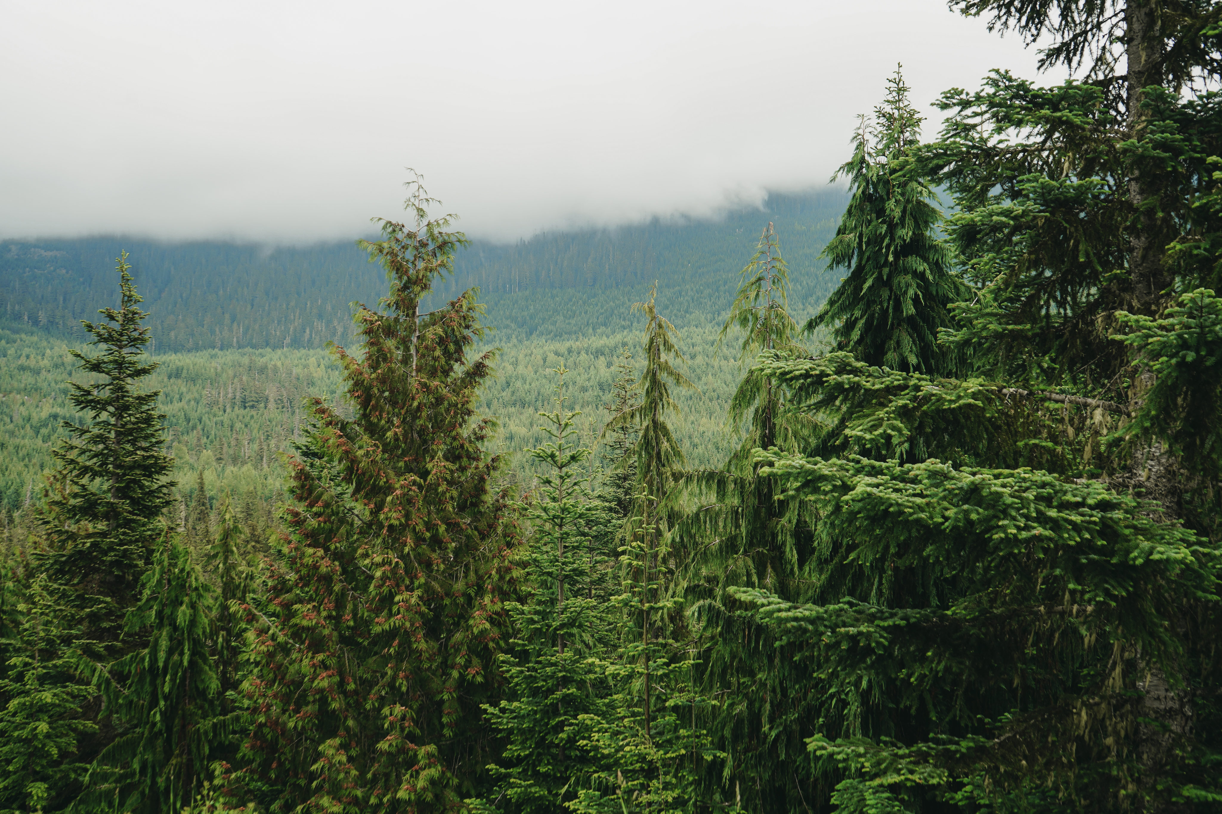 A variety of coniferous trees sit in the foreground before a tree-covered mountain beneath a low cloud.