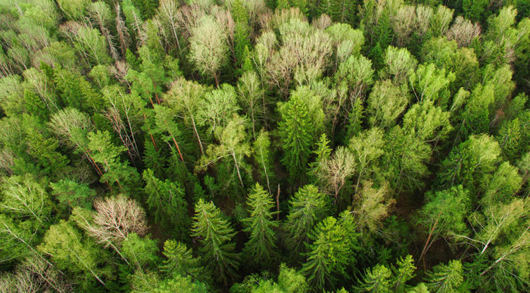 Aerial view of a forest