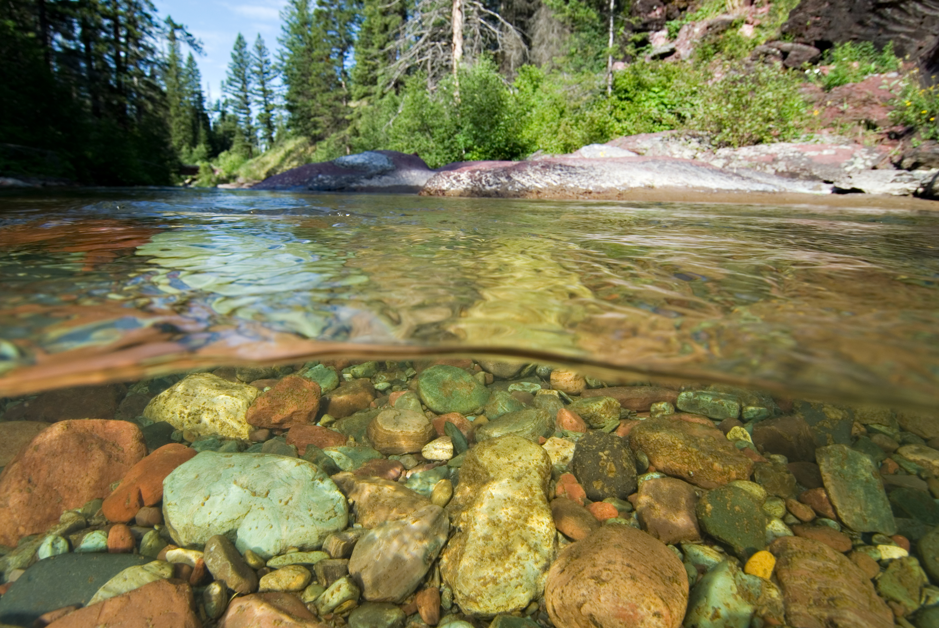 Underwater in the Flathead River.