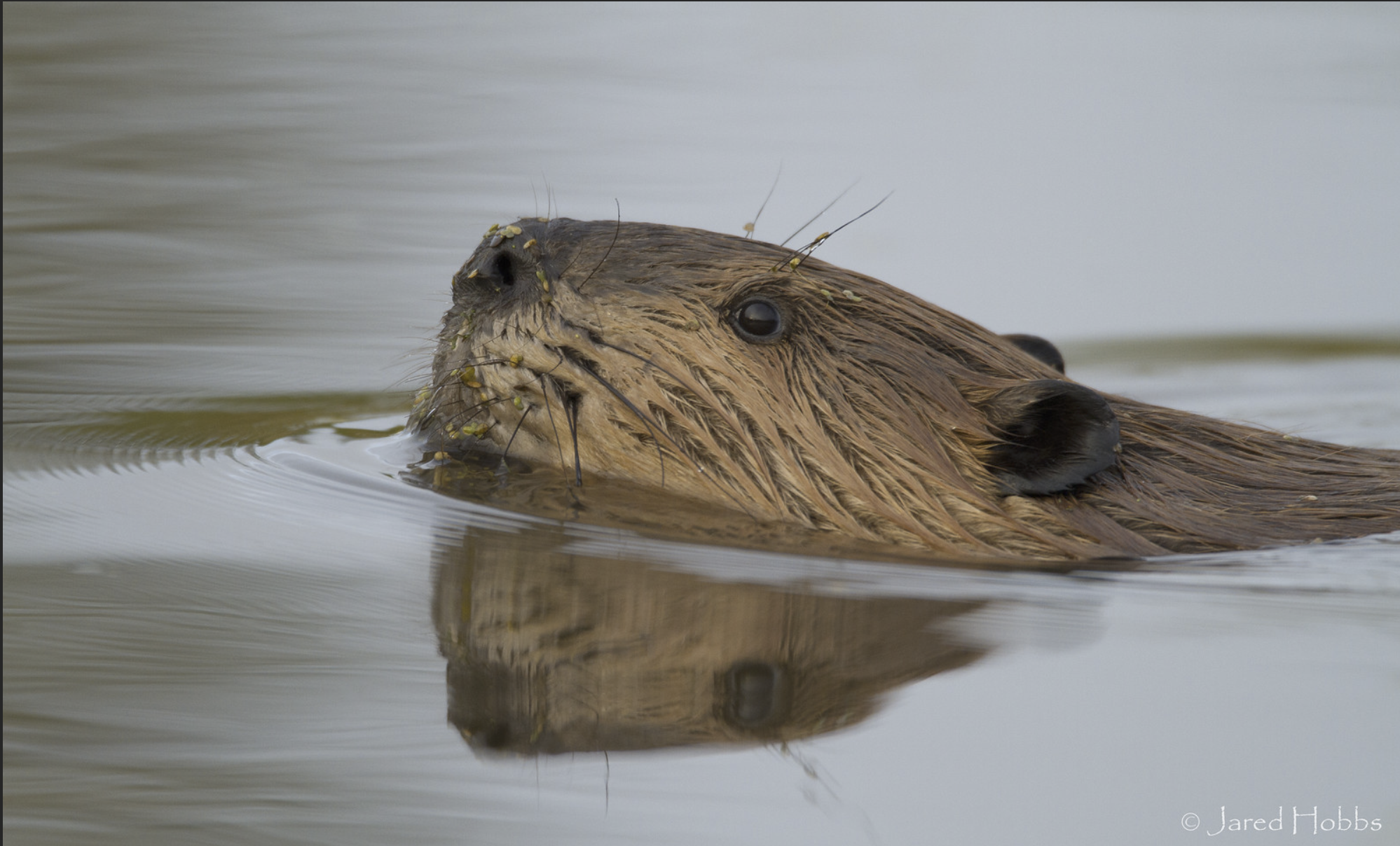 A beaver swimming.