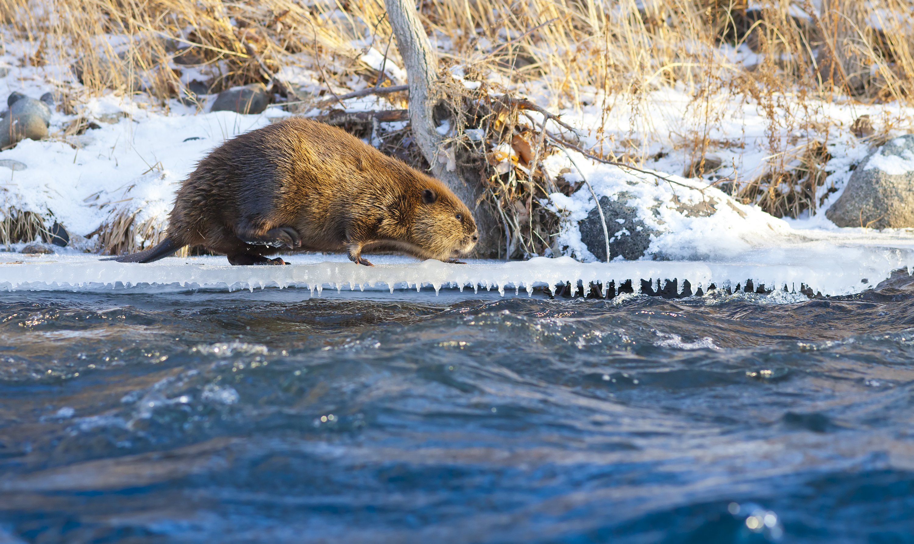 Beaver in winter near river