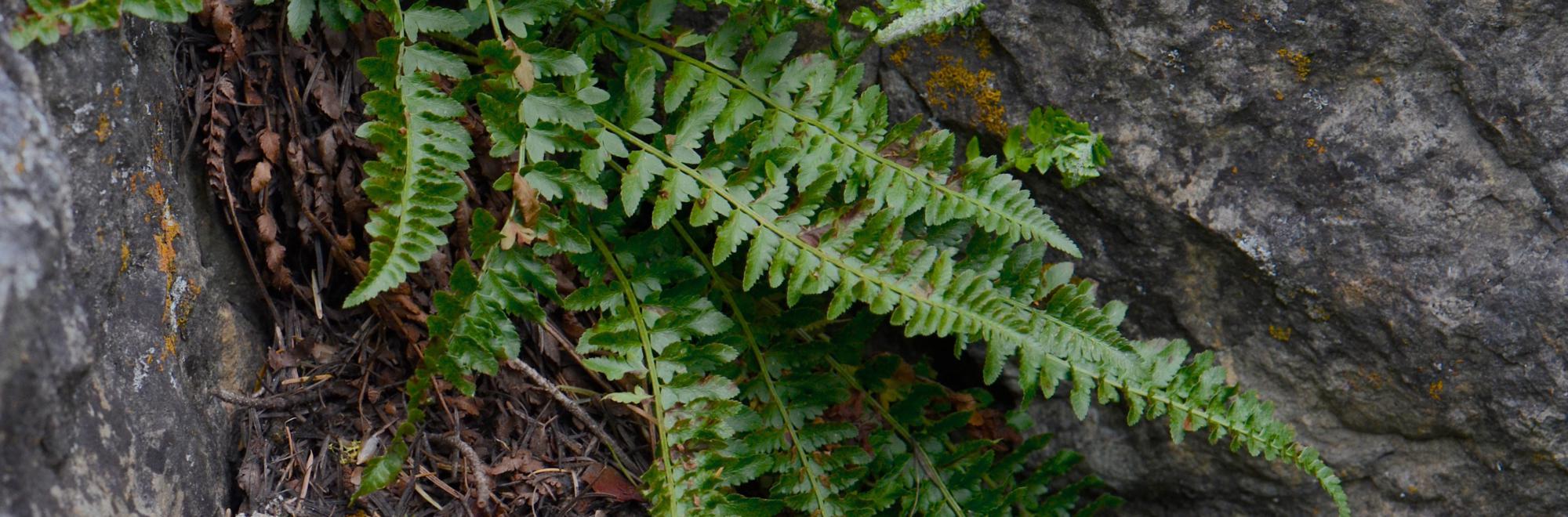 Fern in rocky outcrop
