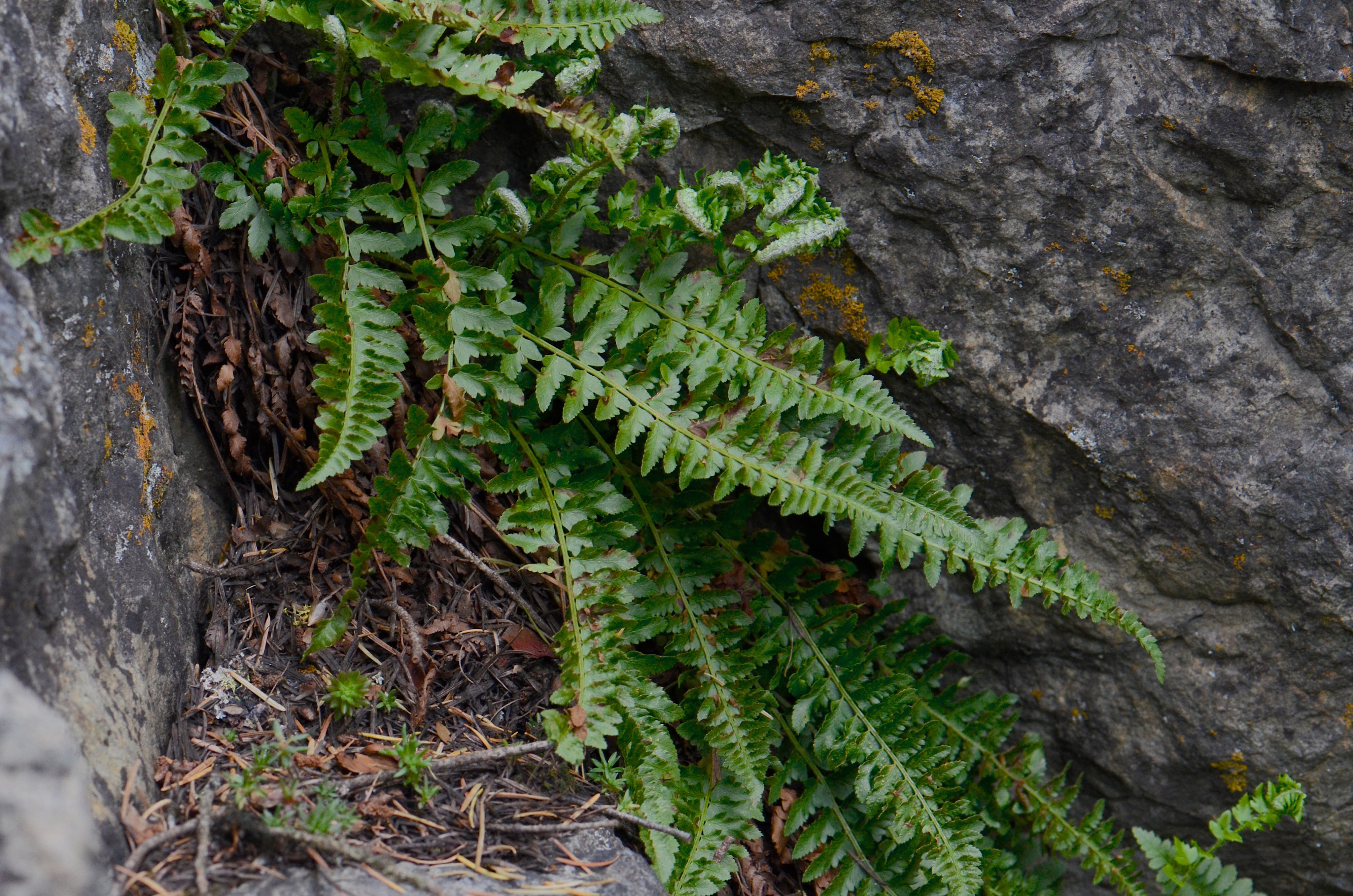 Fern in rocky outcrop