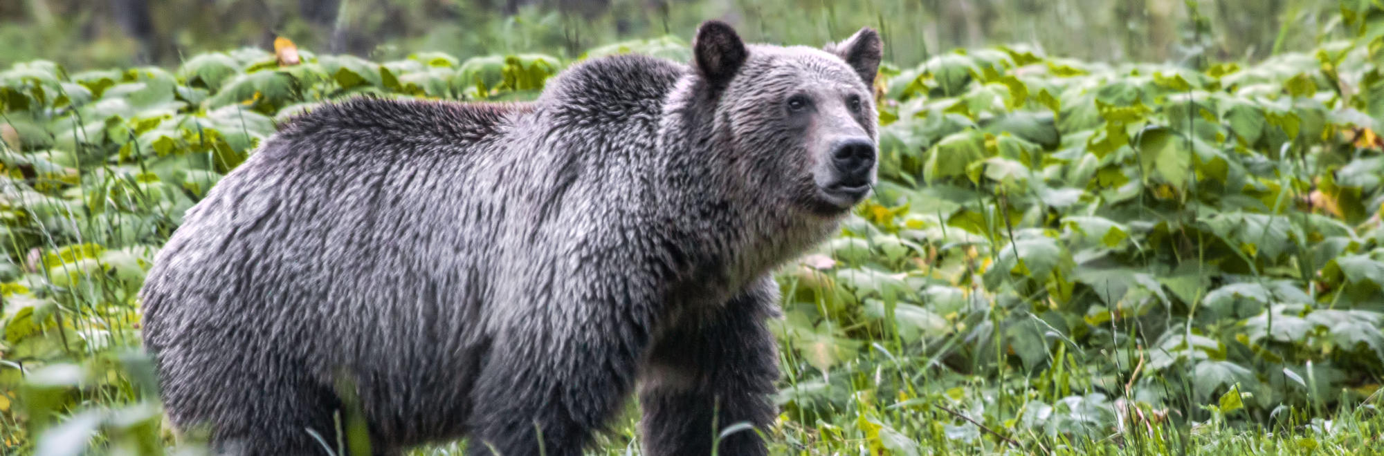 A grizzly bear