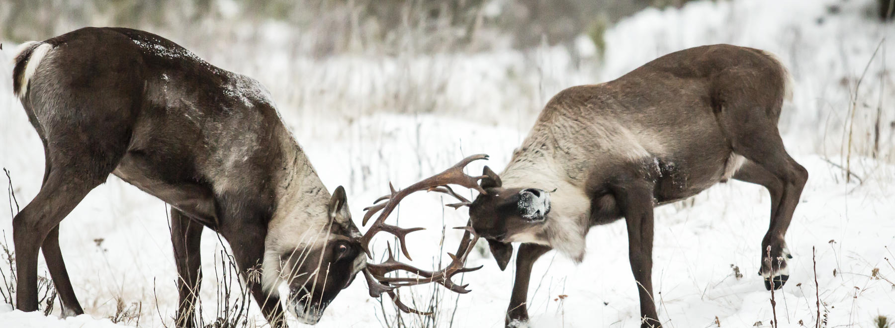 Two bull mountain caribou spar on a snowy fall day. With their habitat continueing to be threatened by logging and mining, the future of these magnificant creatures is in grave peril.