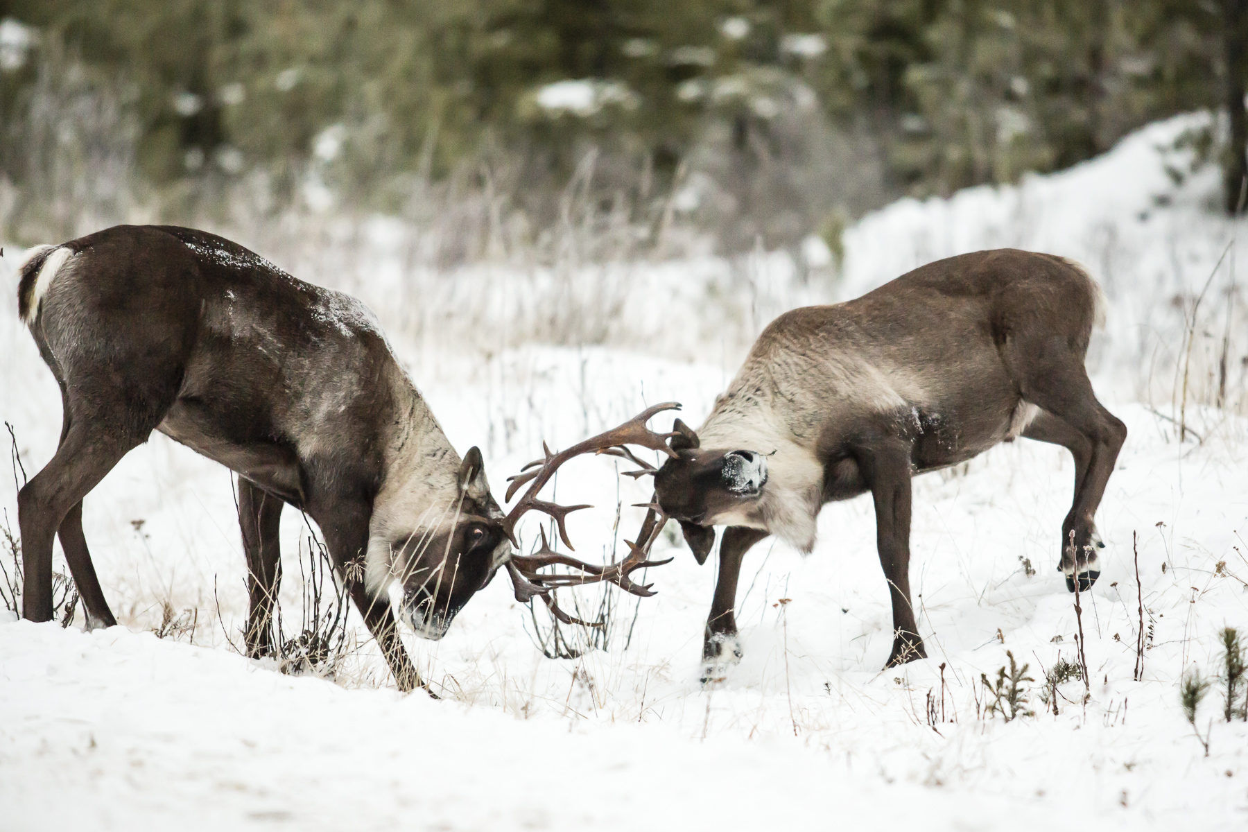 Two bull mountain caribou spar on a snowy fall day. With their habitat continueing to be threatened by logging and mining, the future of these magnificant creatures is in grave peril.