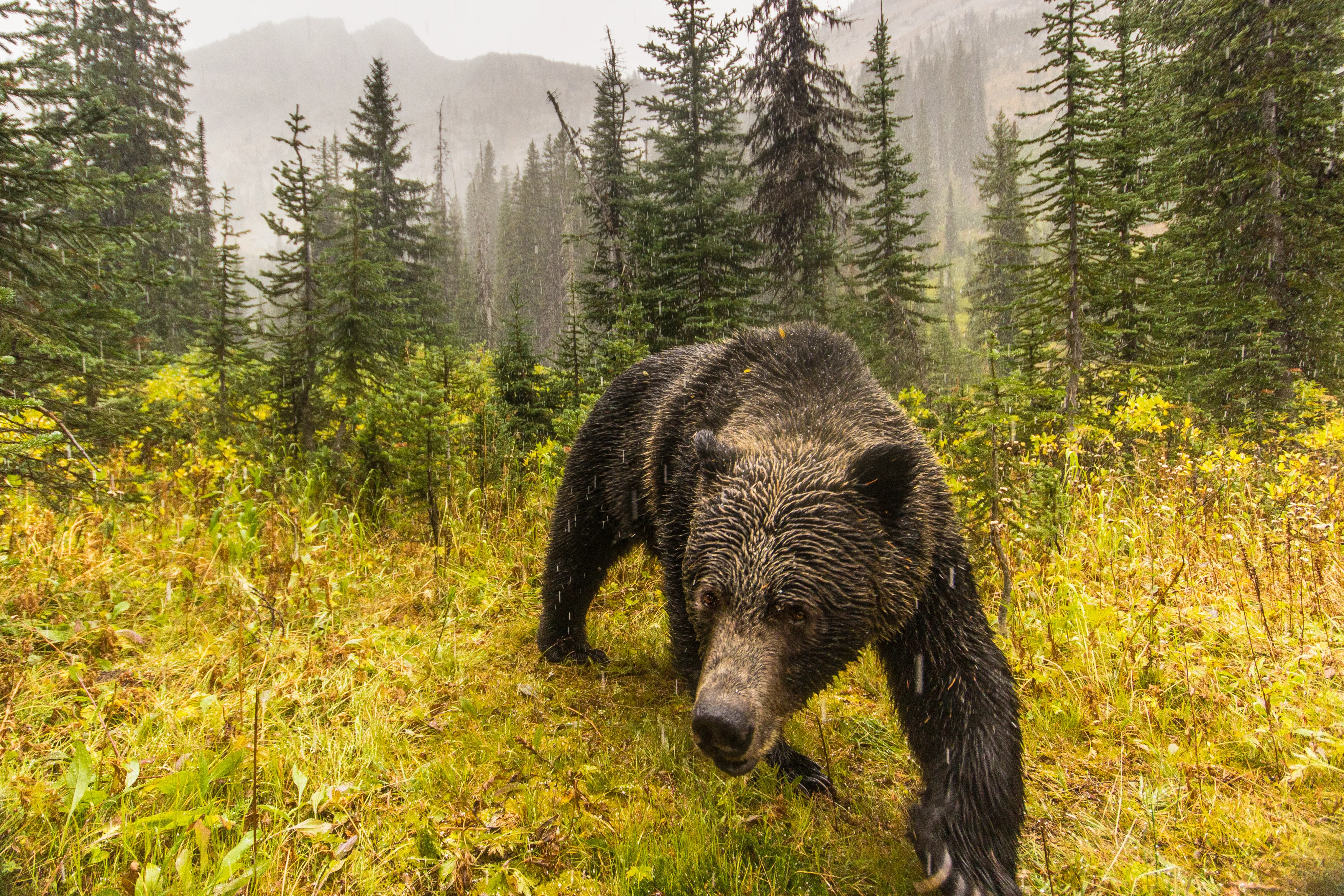 grizzly bear