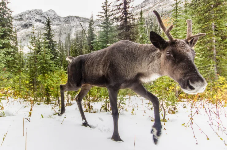 Southern mountain caribou in snow.