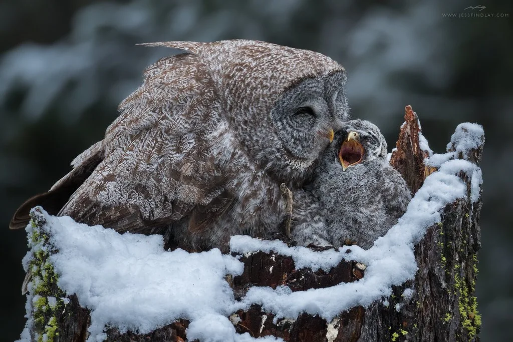 A Great Grey Owl feeds their chick atop a snowy cottonwood snag