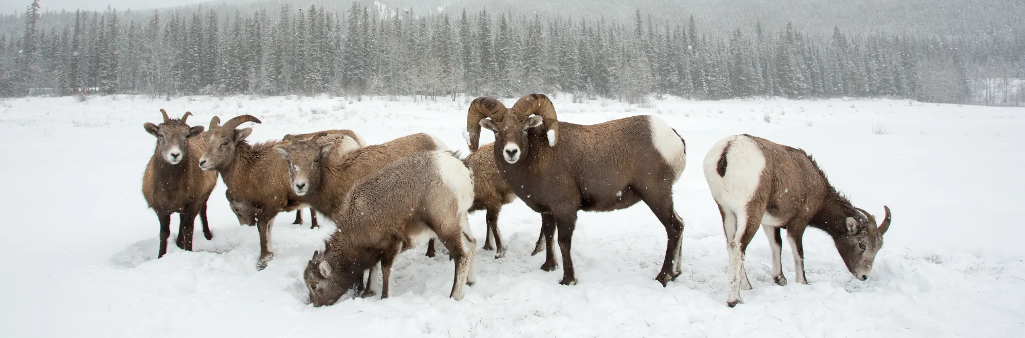 Winter Warriors: How 7 species survive our region’s deadliest season