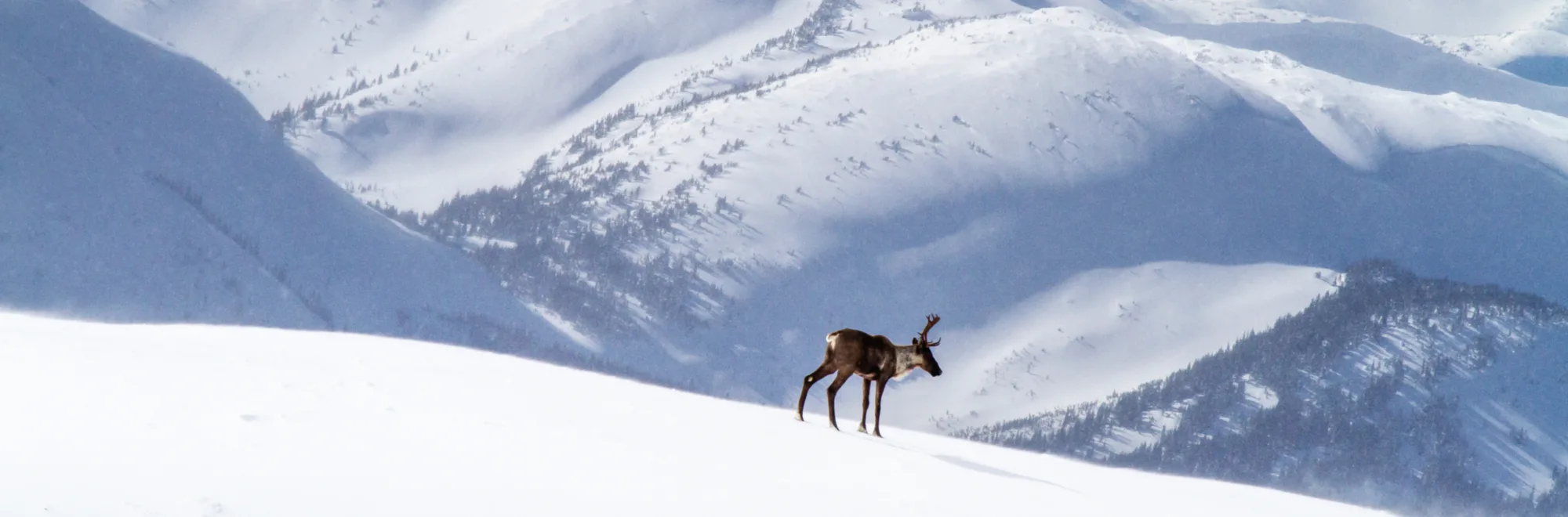 Lone mountain caribou bull in winter alpine landscape
