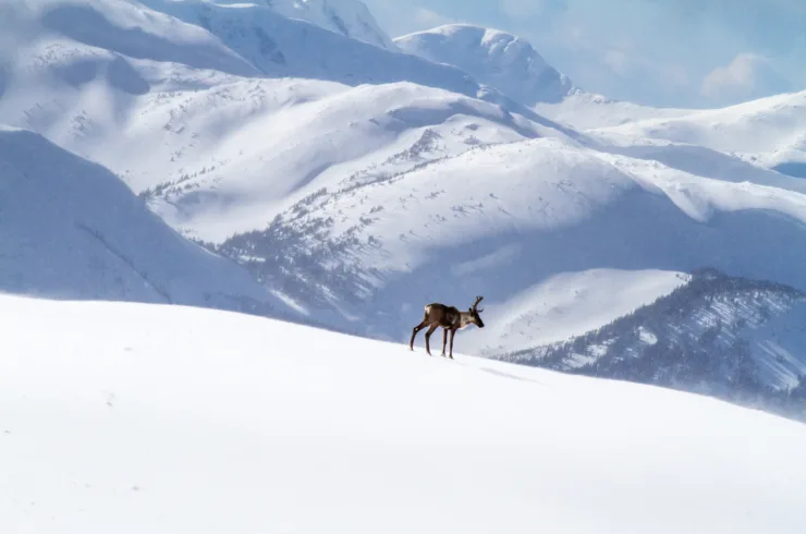 Lone mountain caribou bull in winter alpine landscape