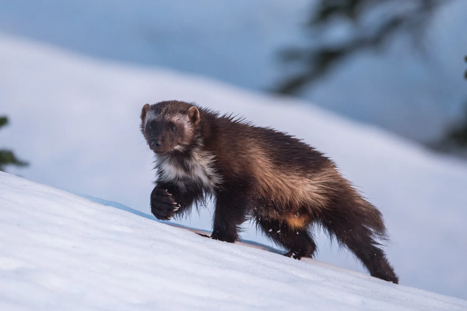 A wolverine climbs a snowy mountain