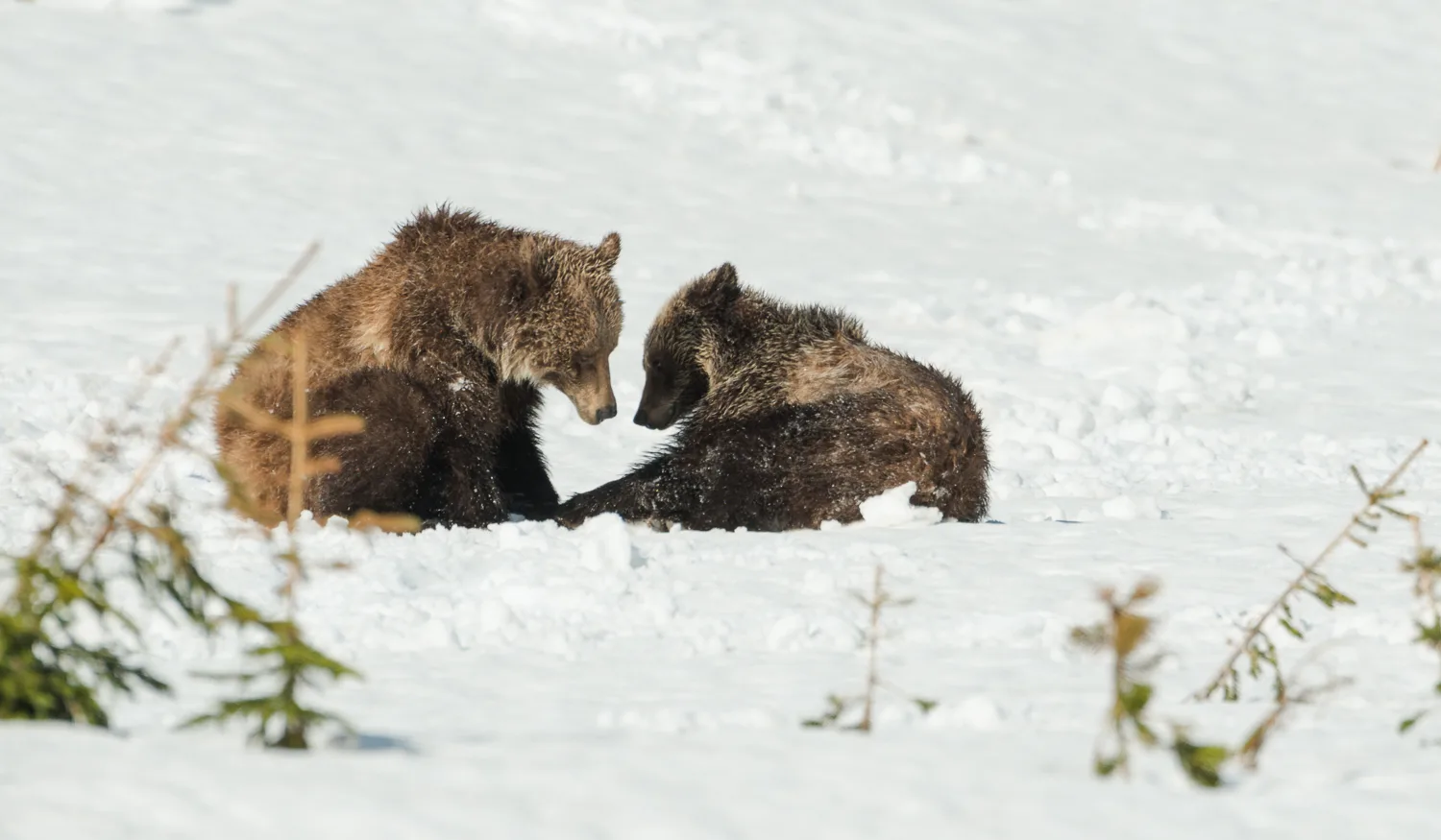 grizzly bear cubs play in snow