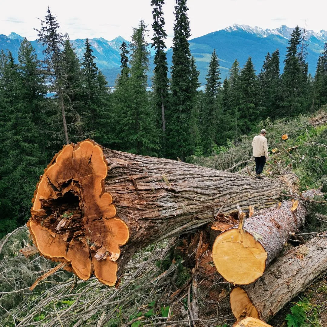 Ancient tree Bailey Repp