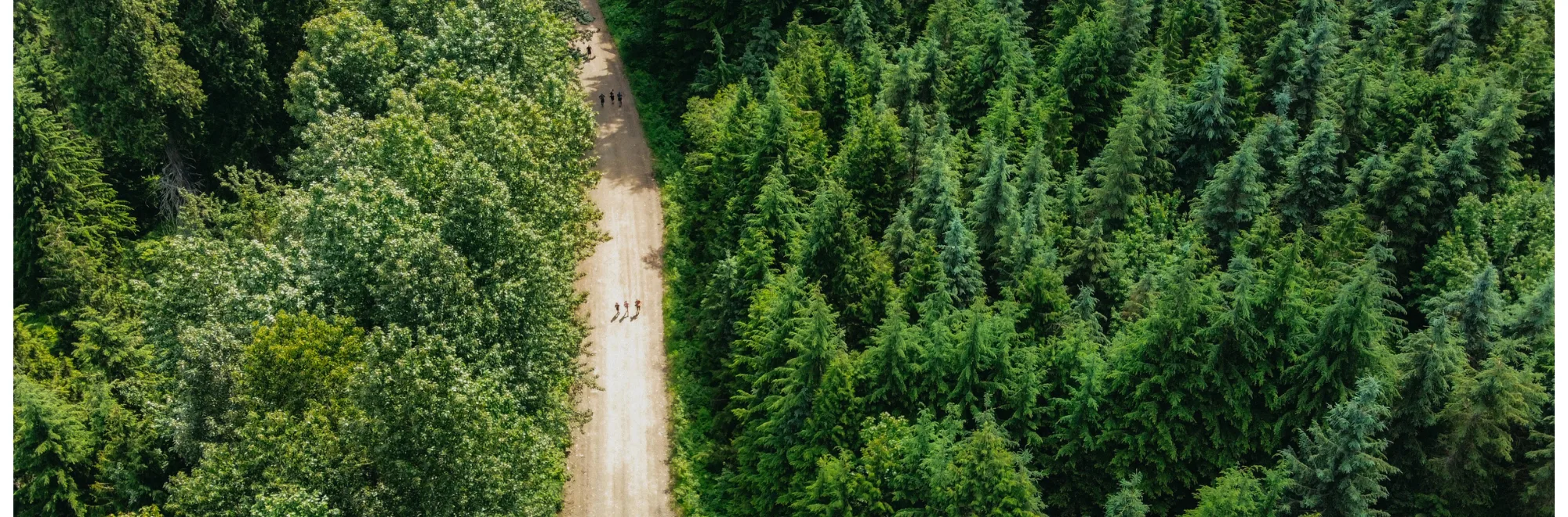 Old-growth fun run — Revelstoke