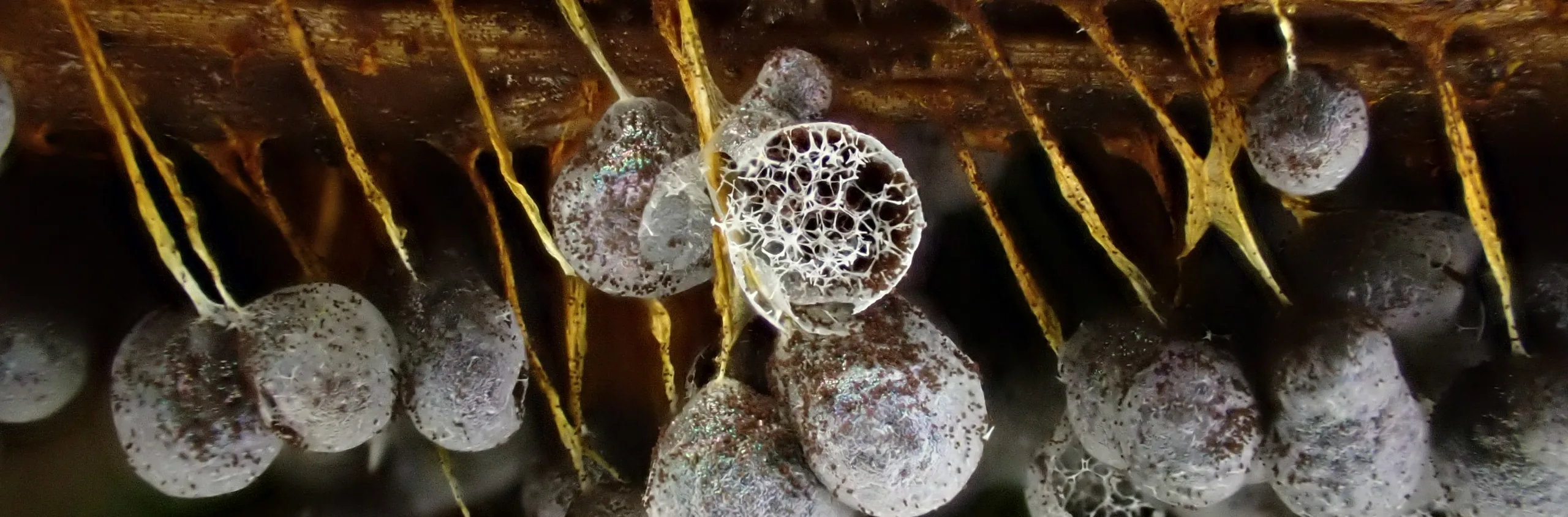 The magical fungi of the Rainbow-Jordan Wilderness: a photo story
