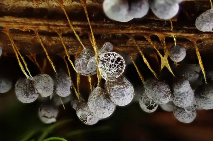 Closeup shot of slime mould Badhamia Utricularis. Photo by Ryan Durand